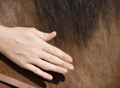 Wellness und Reiten