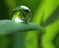 Wassertropfen auf grnem Blatt