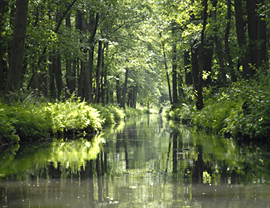 Spreewald